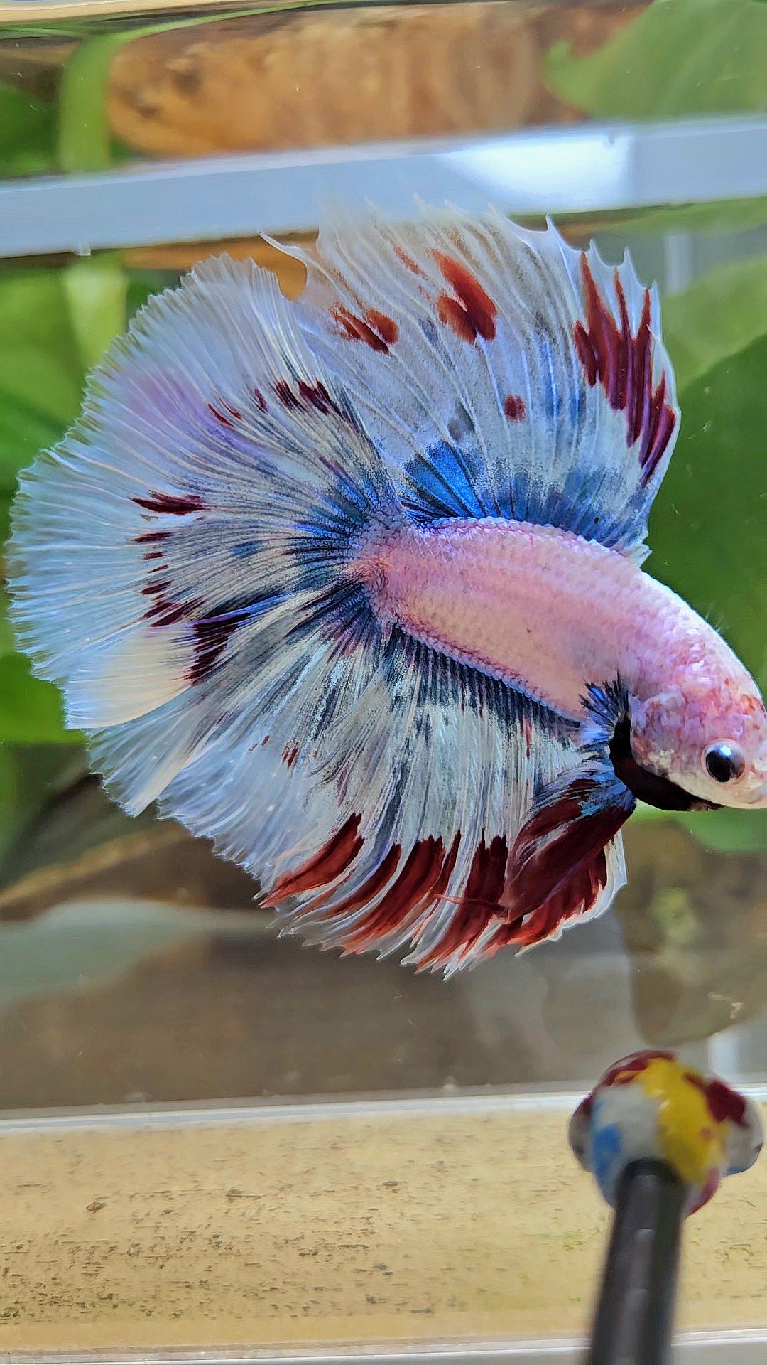 LUXURY XL HALFMOON OVER DOUBLE TAIL WAROCHAI BETTA FISH