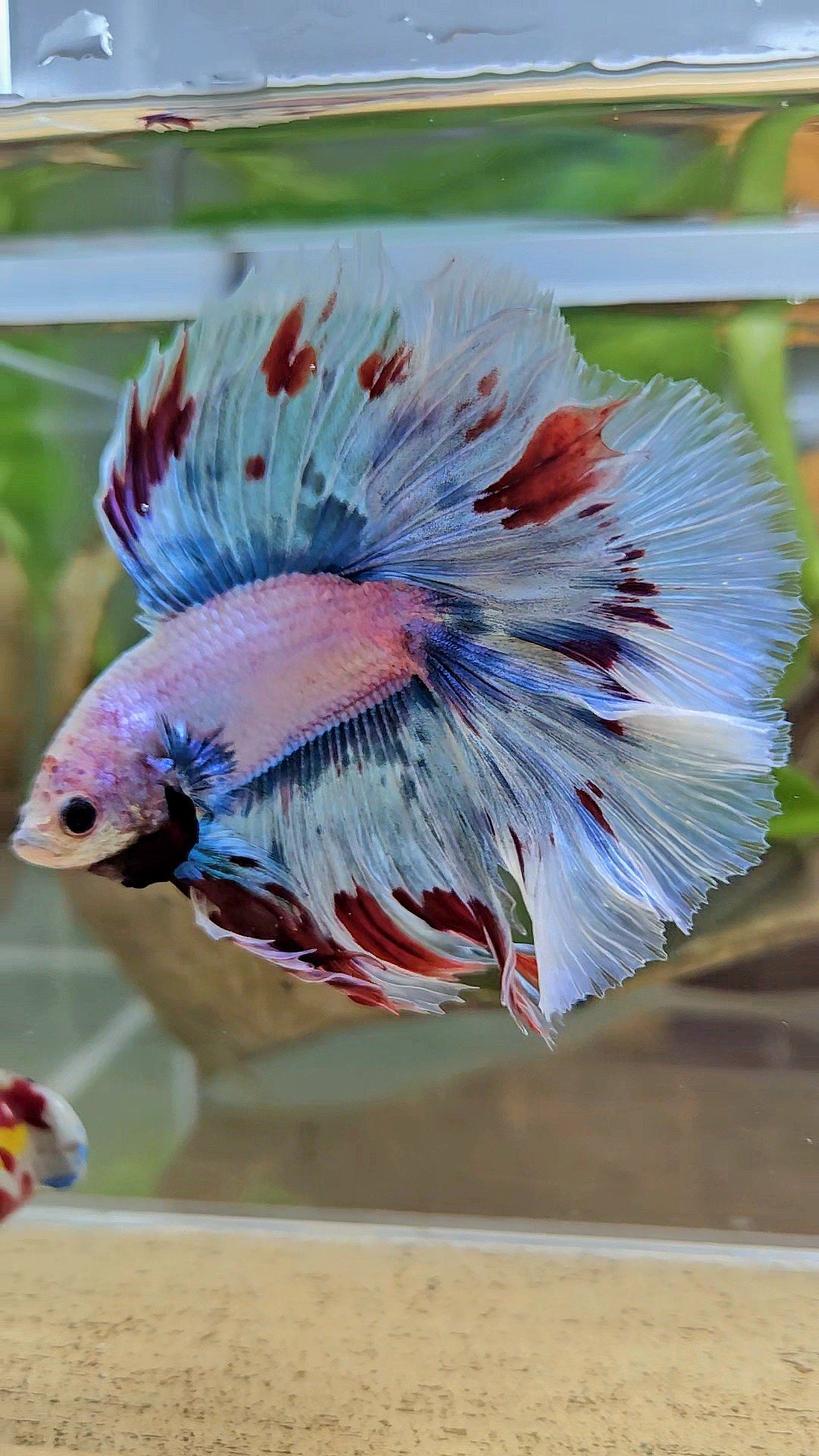 LUXURY XL HALFMOON OVER DOUBLE TAIL WAROCHAI BETTA FISH