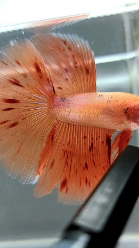 HALFMOON ARMAGEDDON BETTA FISH