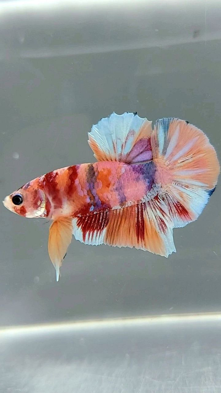 PLAKAT ORANGE GOLD CANDY MULTICOLOR BETTA FISH