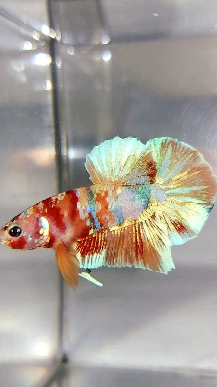 PLAKAT ORANGE GOLD CANDY MULTICOLOR BETTA FISH