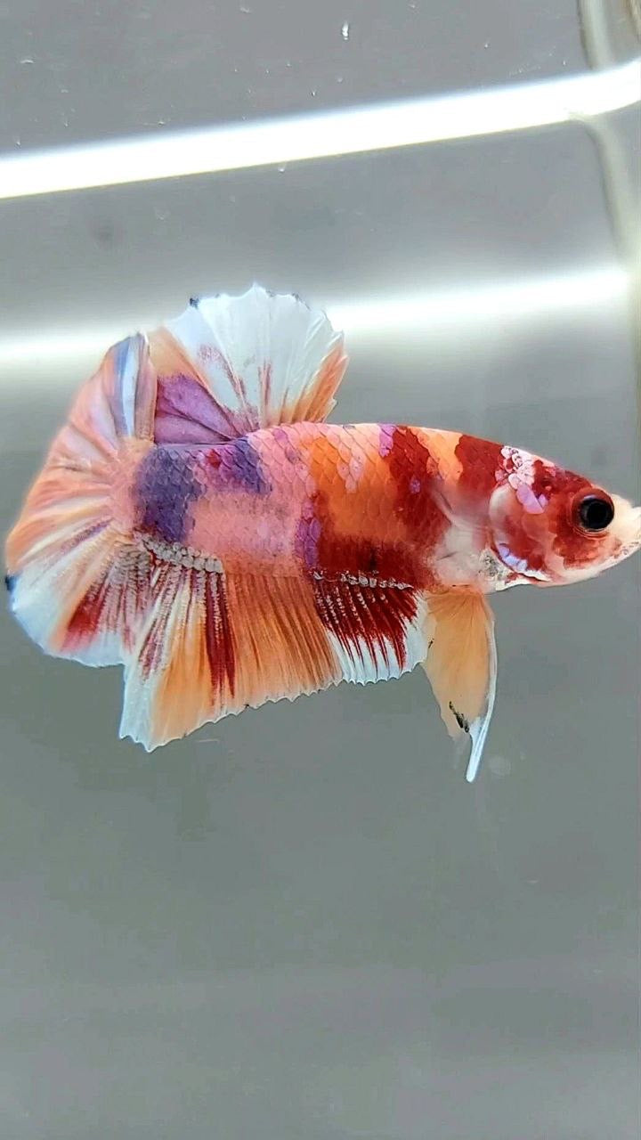 PLAKAT ORANGE GOLD CANDY MULTICOLOR BETTA FISH