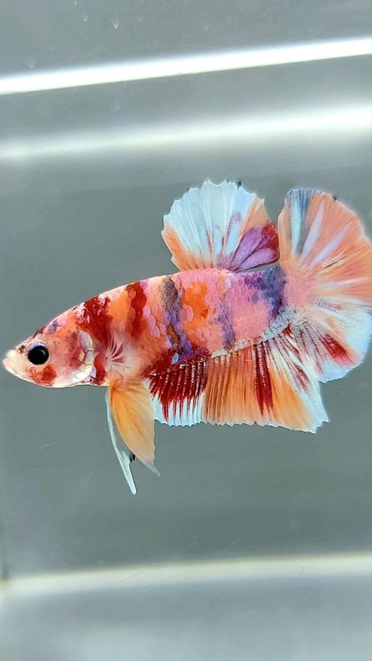 PLAKAT ORANGE GOLD CANDY MULTICOLOR BETTA FISH