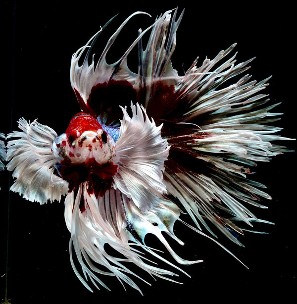 Rare Betta Fish Store ID