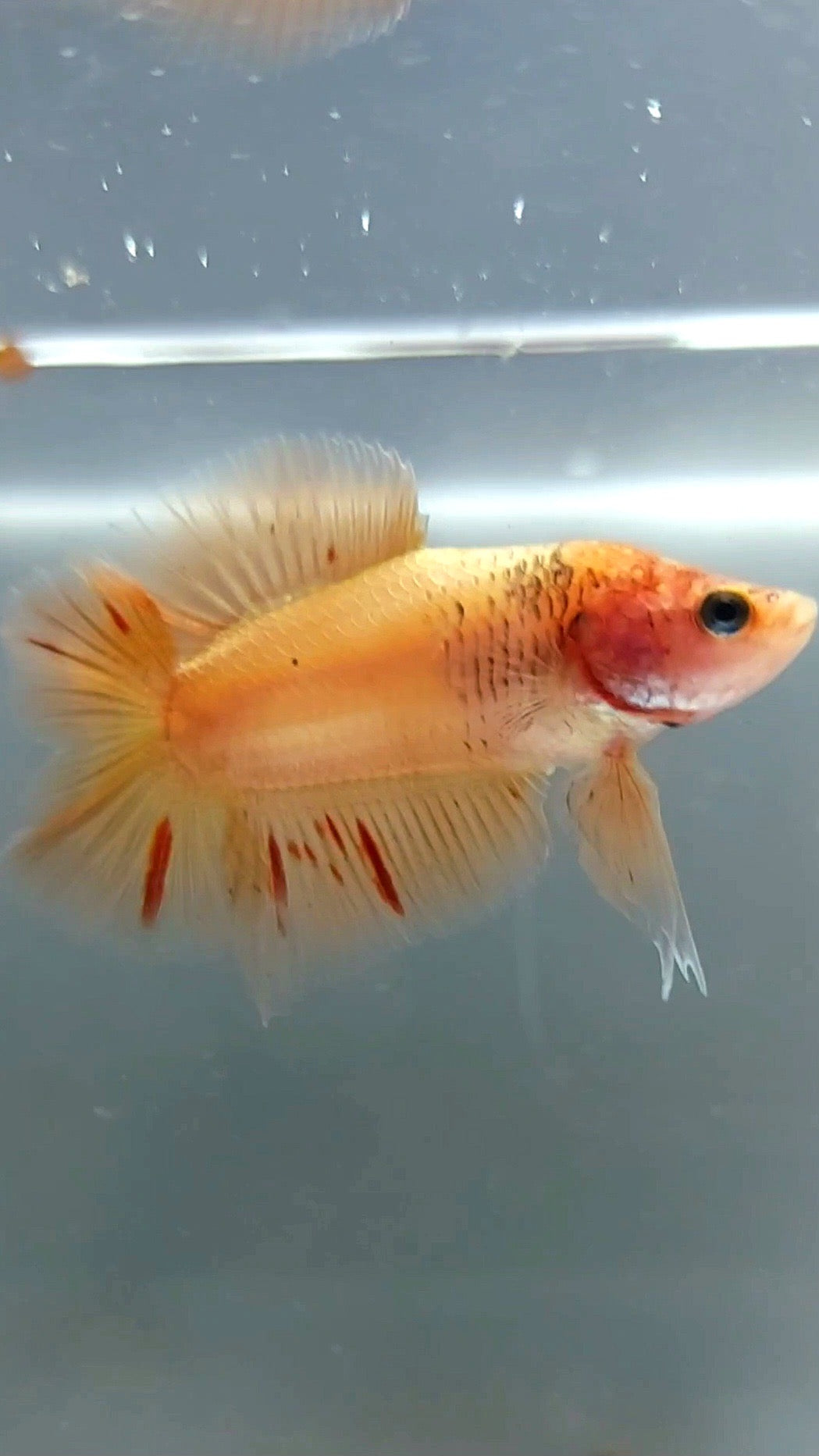PLAKAT DOUBLE TAIL ARMAGEDDON BETTA FISH