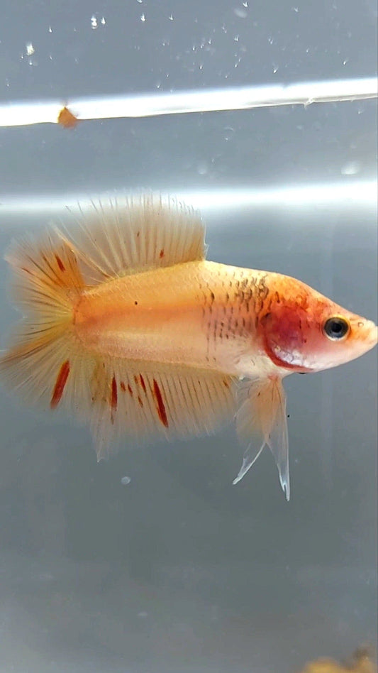 PLAKAT DOUBLE TAIL ARMAGEDDON BETTA FISH