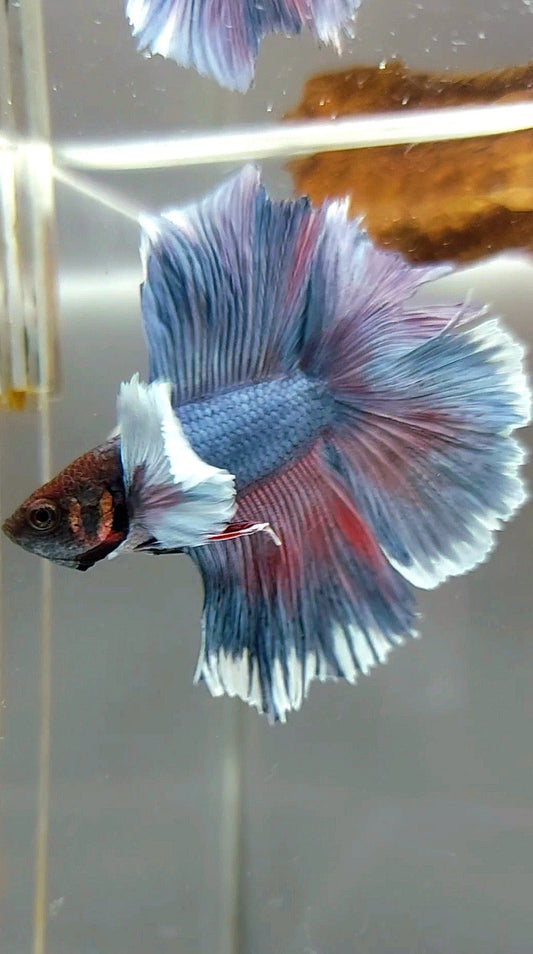 HALFMOON DOUBLE TAIL DUMBO EAR BLUE BETTA FISH