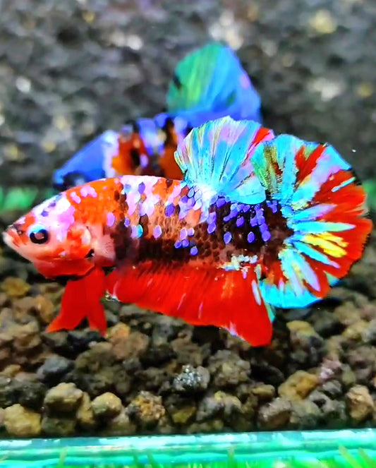 PLAKAT RED GALAXY MULTICOLOR BETTA FISH