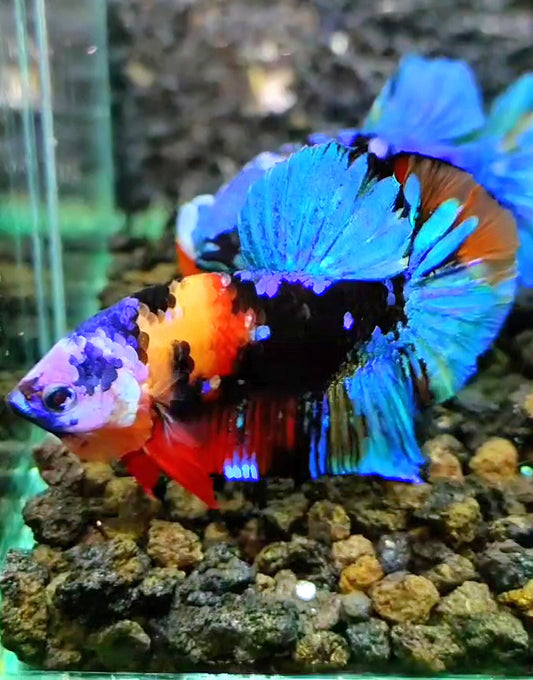 PLAKAT BLACK KOI GALAXY MULTICOLOR BETTA FISH