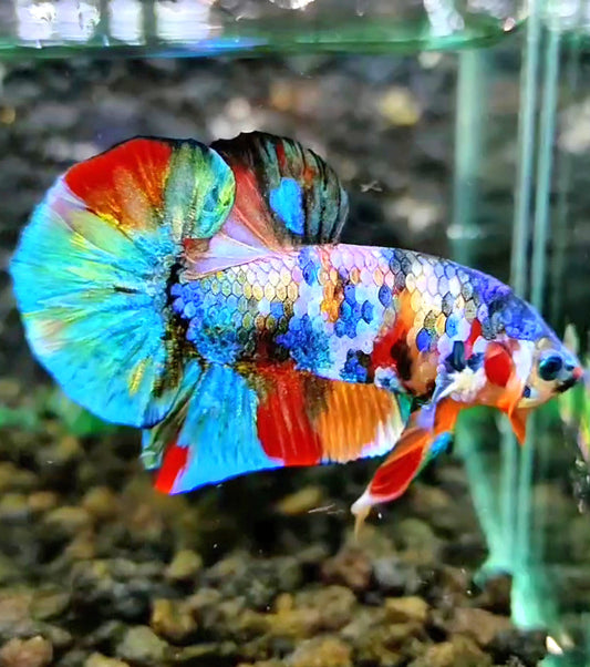 PLAKAT RAINBOW GALAXY FANCY MULTICOLOR BETTA FISH