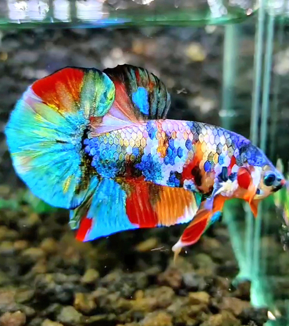 (Change to Female) 1 FISH PLAKAT RAINBOW GALAXY FANCY MULTICOLOR BETTA FISH