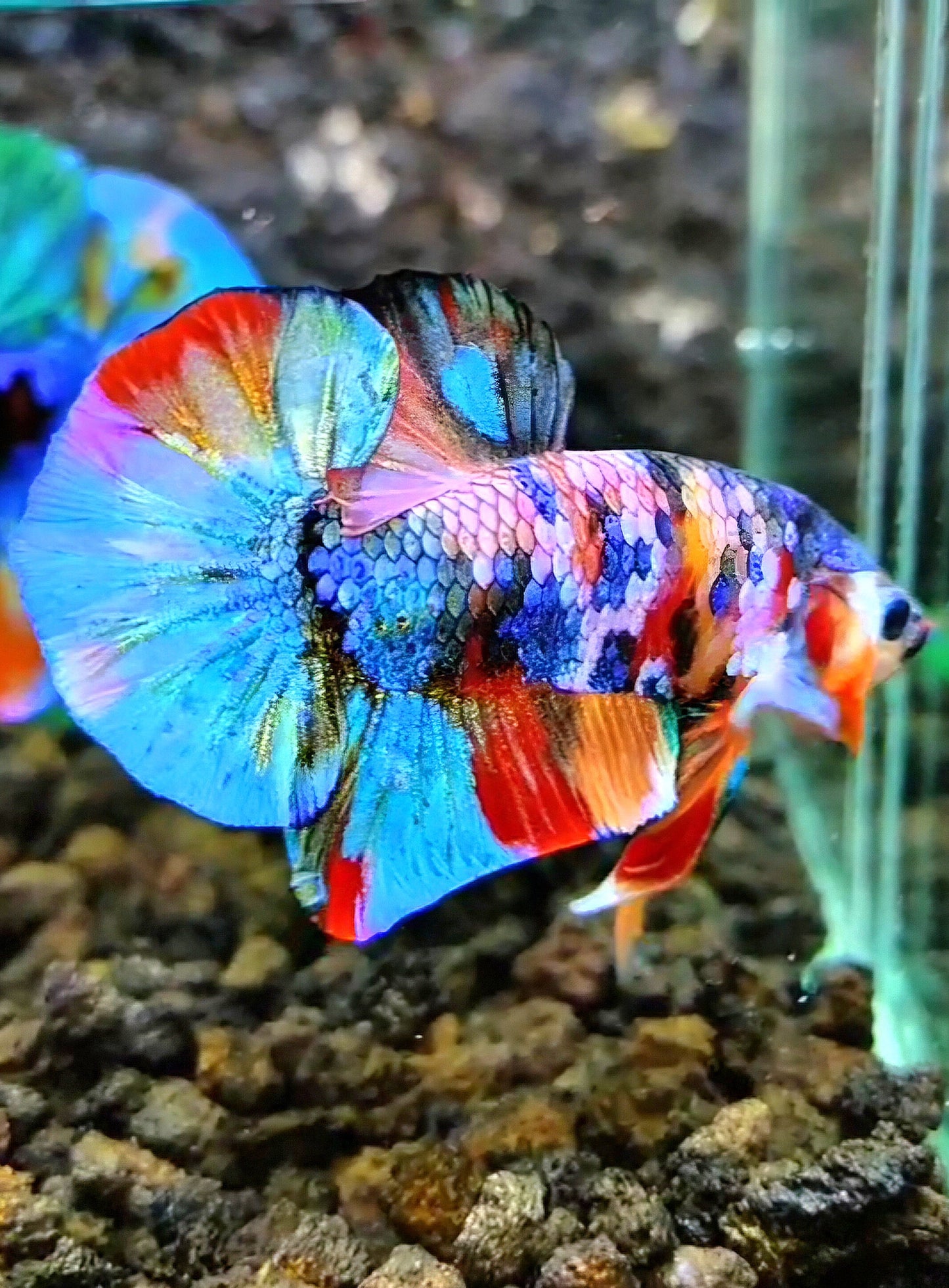 PLAKAT RAINBOW GALAXY FANCY MULTICOLOR BETTA FISH