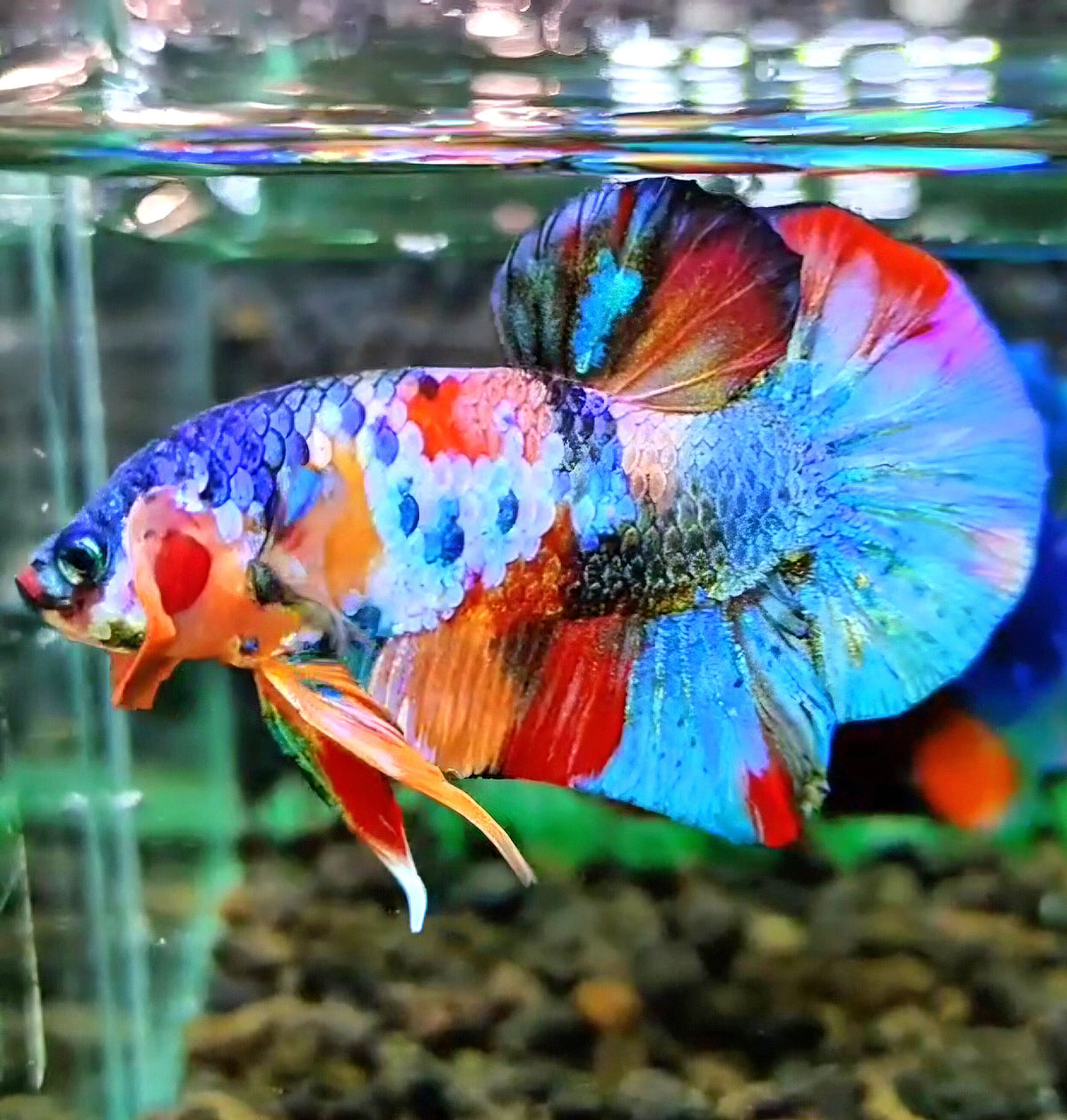 (Change to Female) 1 FISH PLAKAT RAINBOW GALAXY FANCY MULTICOLOR BETTA FISH