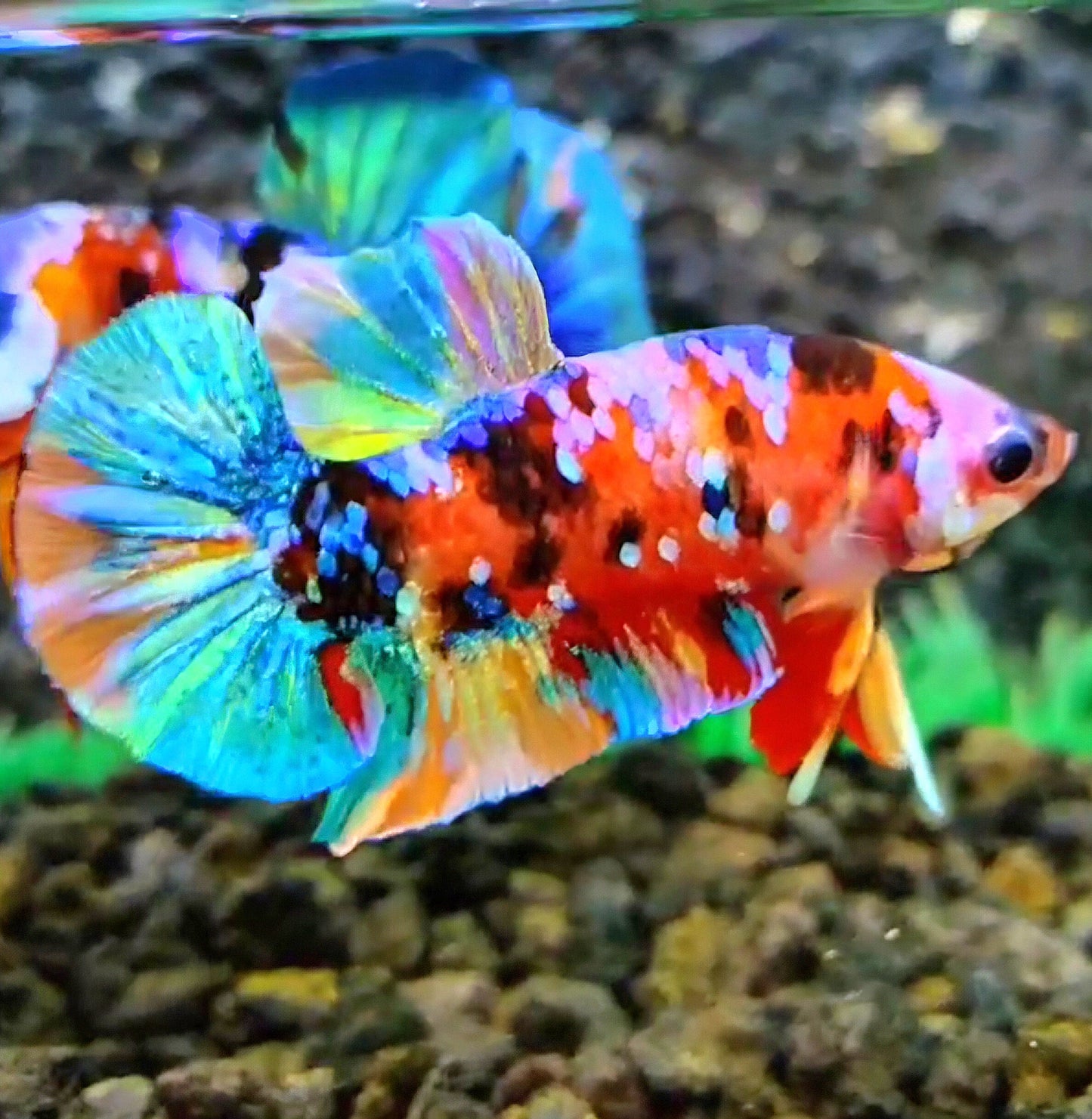 PLAKAT RAINBOW GALAXY MULTICOLOR BETTA FISH
