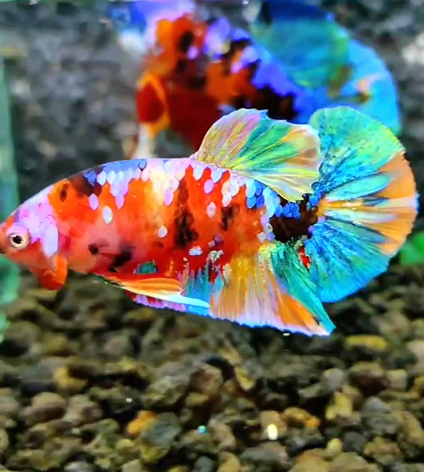 PLAKAT RAINBOW GALAXY MULTICOLOR BETTA FISH