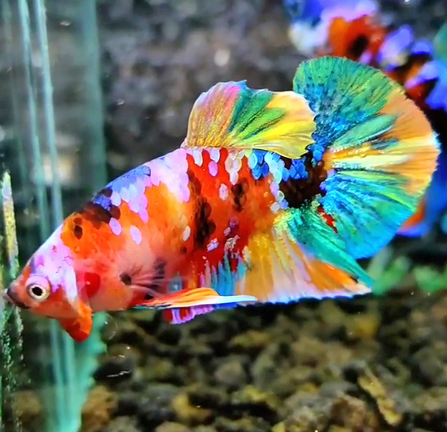 PLAKAT RAINBOW GALAXY MULTICOLOR BETTA FISH