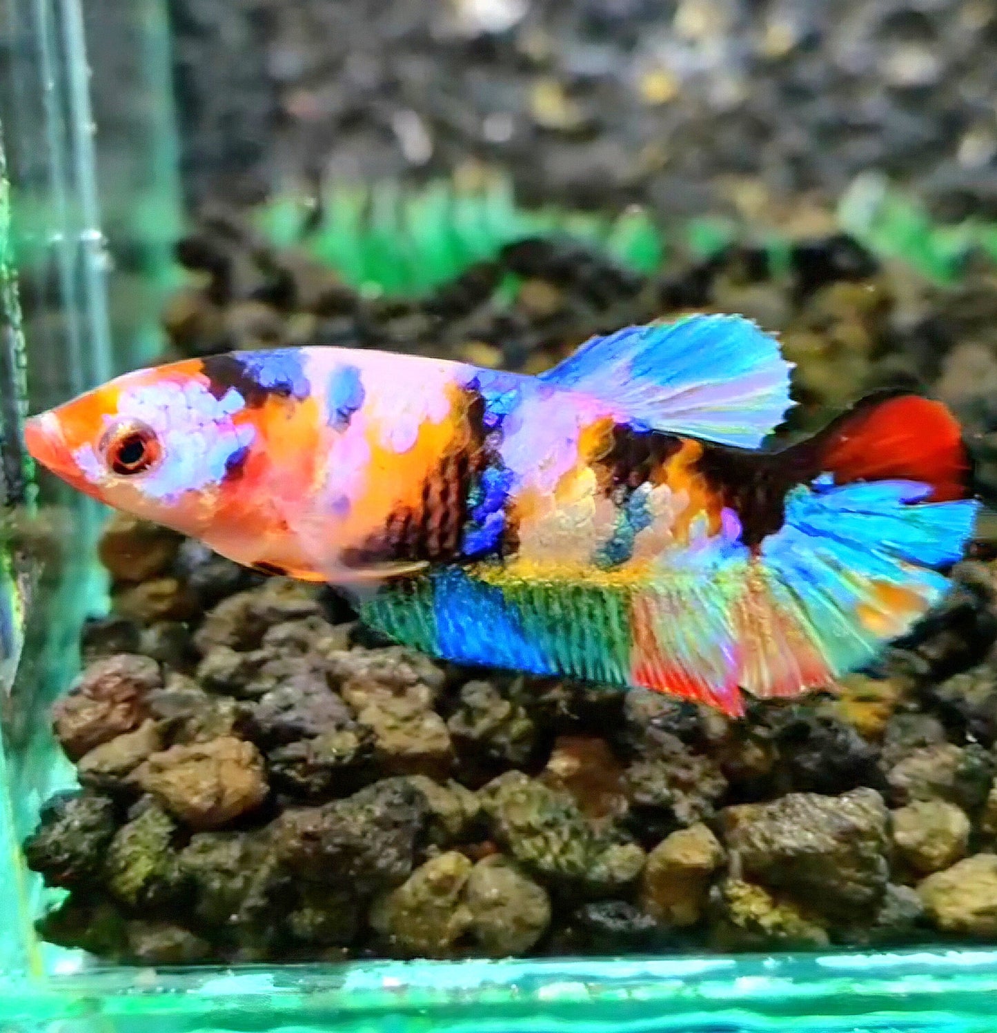 FEMALE PLAKAT RAINBOW GALAXY MULTICOLOR BETTA FISH