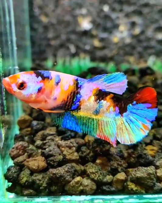 FEMALE PLAKAT RAINBOW GALAXY MULTICOLOR BETTA FISH
