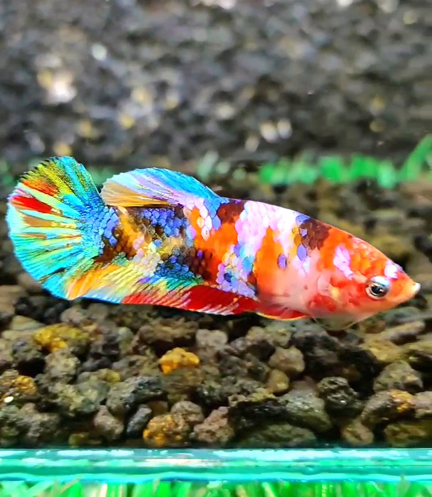 FEMALE PLAKAT RAINBOW GALAXY MULTICOLOR BETTA FISH