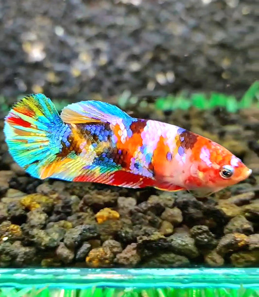 FEMALE PLAKAT RAINBOW GALAXY MULTICOLOR BETTA FISH