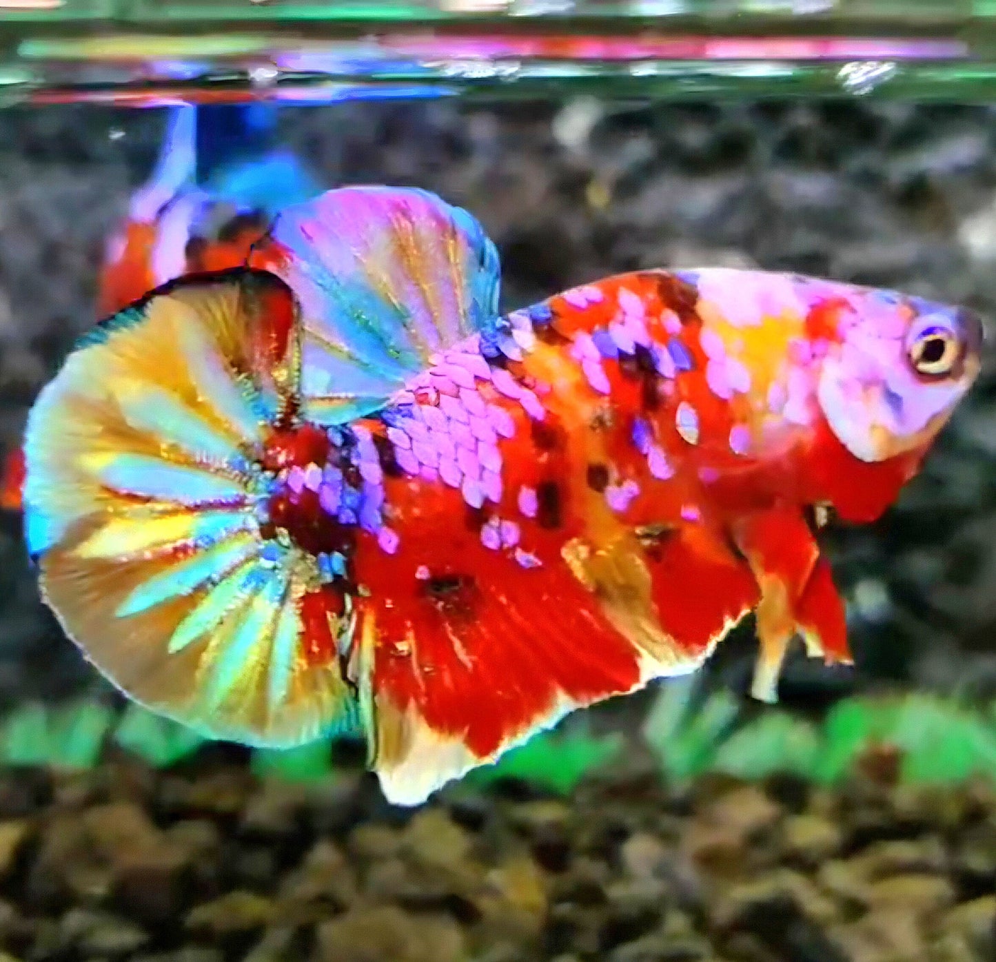 PLAKAT RAINBOW GALAXY MULTICOLOR BETTA FISH
