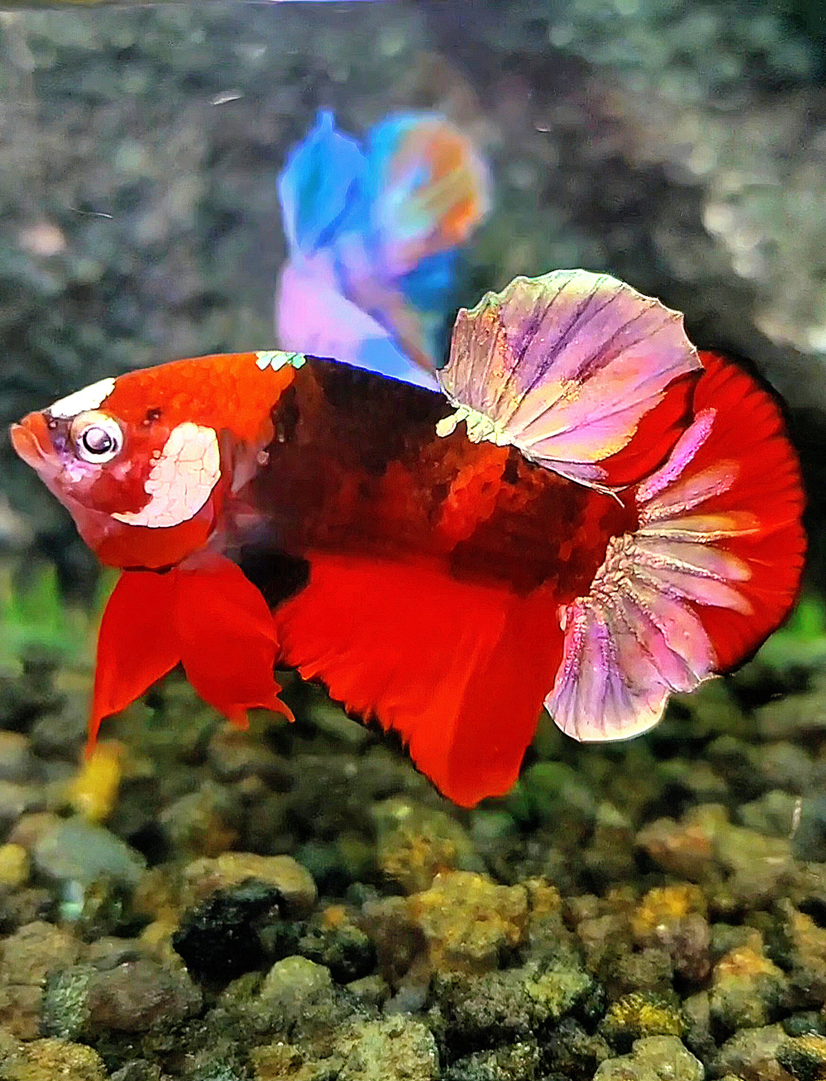 PLAKAT RED KOI COPPER GALAXY BETTA FISH