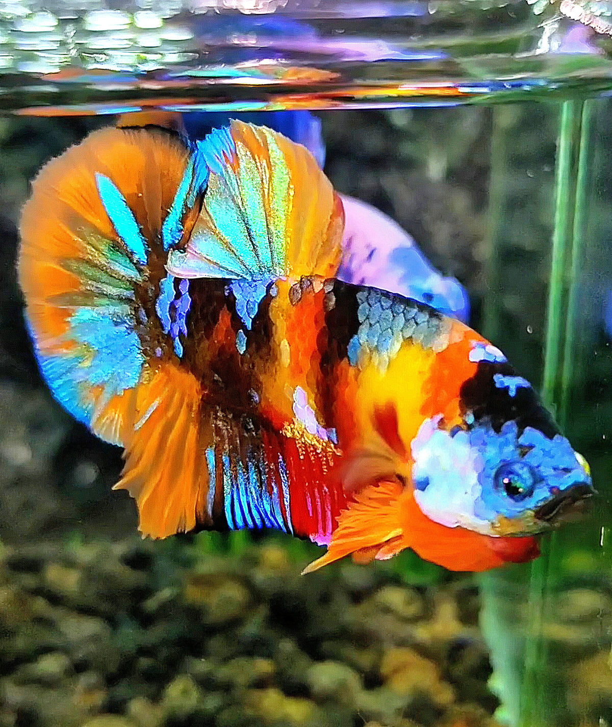PLAKAT ORANGE GALAXY MULTICOLOR BETTA FISH