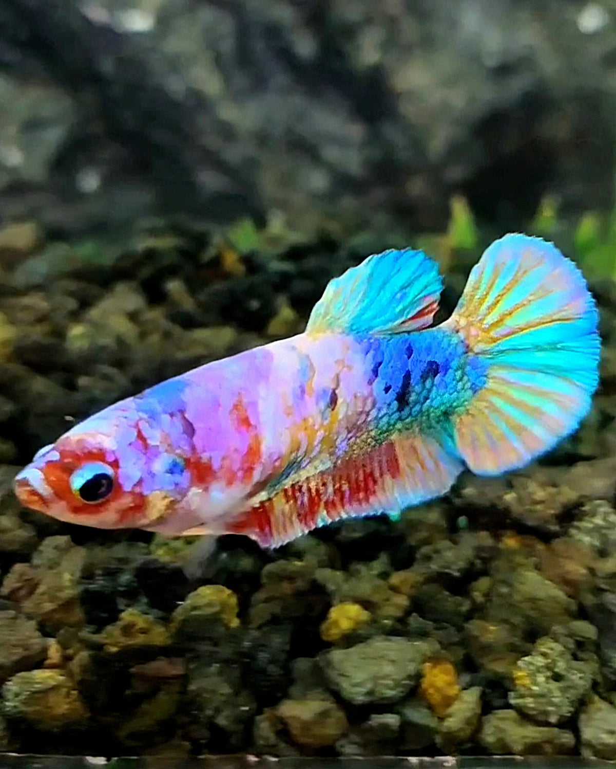 FEMALE PLAKAT CANDY GALAXY MULTICOLOR BETTA FISH