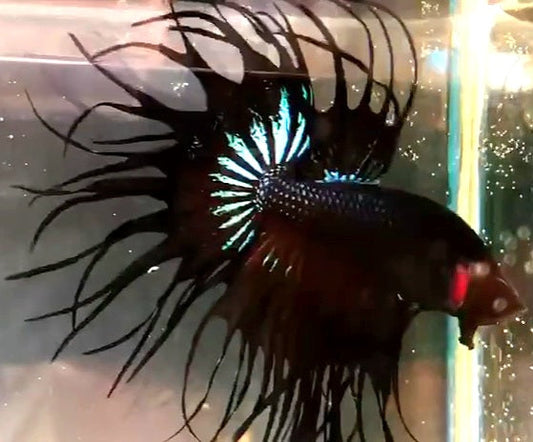 LUXURY KING CROWNTAIL BLACK ORCHID BETTA FISH