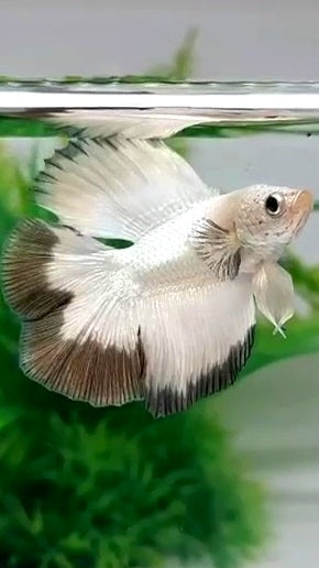 LUXURY HALFMOON DOUBLE TAIL COPPER RIM  BETTA FISH