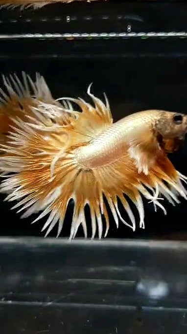 LUXURY CROWNTAIL DUMBO EAR GOLD BUTTERFLY BETTA FISH