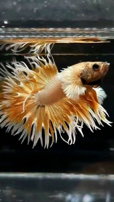 LUXURY CROWNTAIL DUMBO EAR GOLD BUTTERFLY BETTA FISH