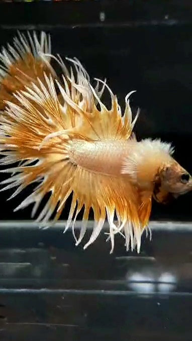 LUXURY CROWNTAIL DUMBO EAR GOLD BUTTERFLY BETTA FISH