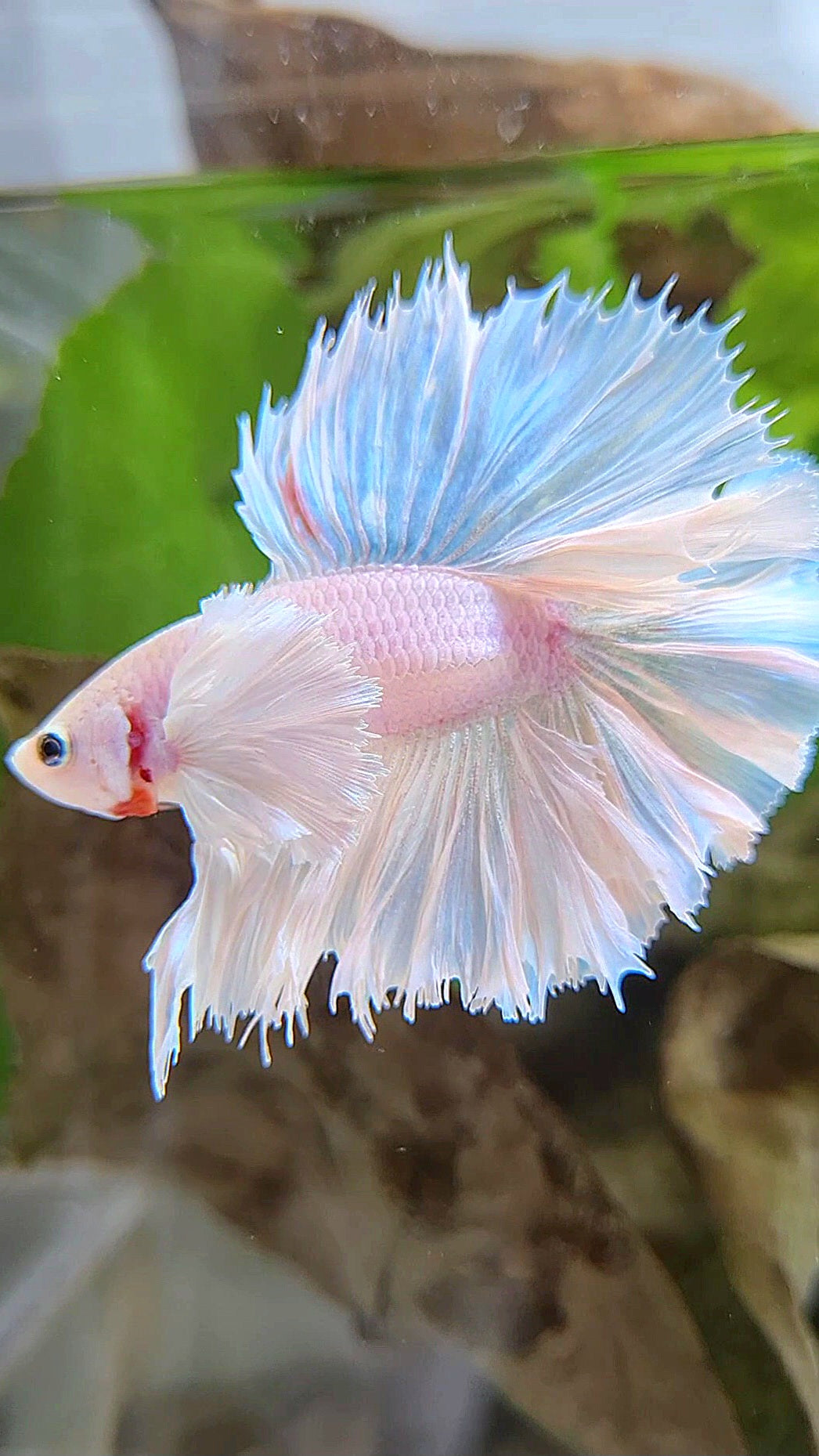 LUXURY HALFMOON DUMBO EAR DOUBLE TAIL WHITE UNICORN BETTA FISH