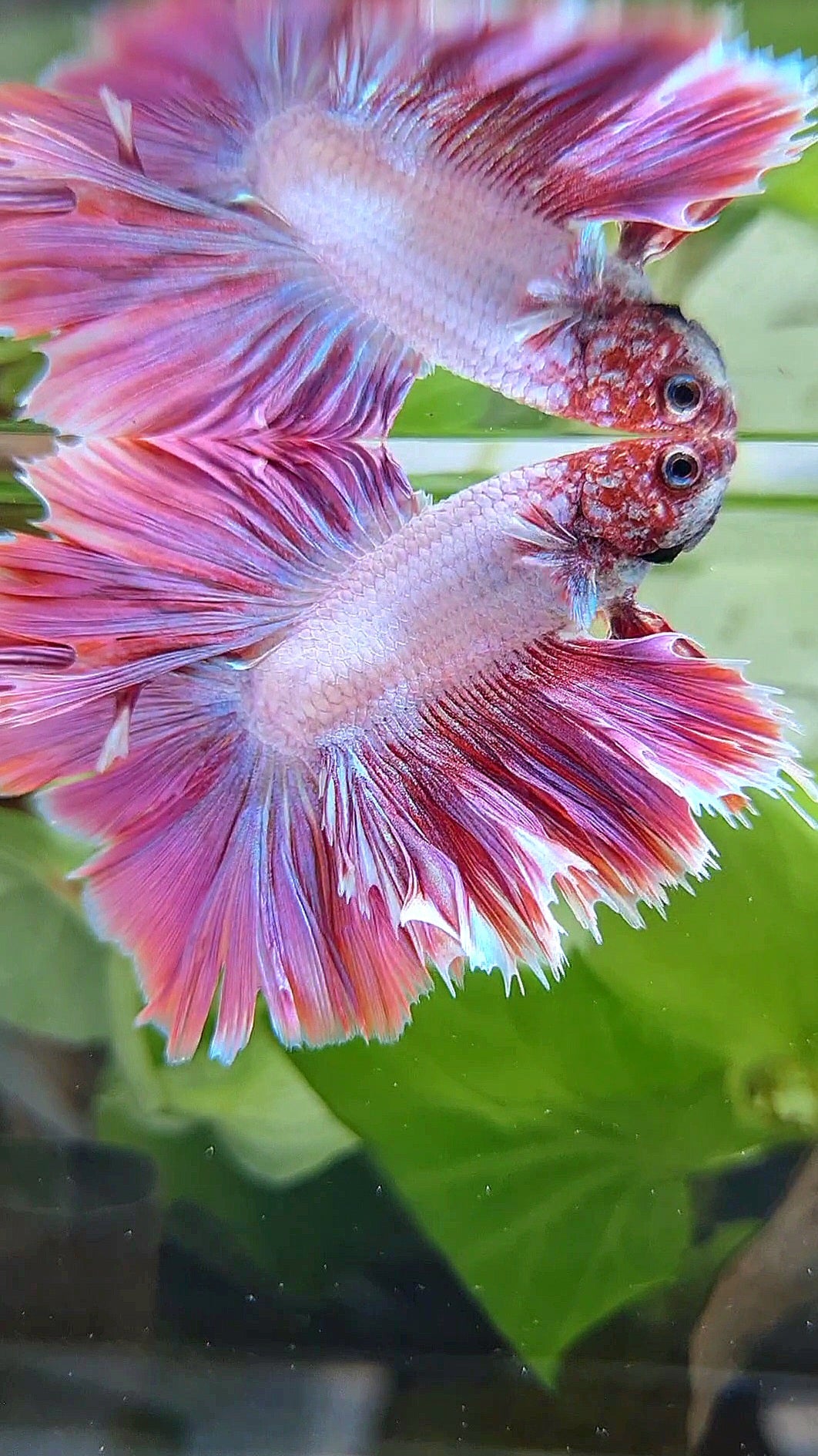 KING ROSETAIL HALFMOON DOUBLE TAIL PINK BETTA FISH