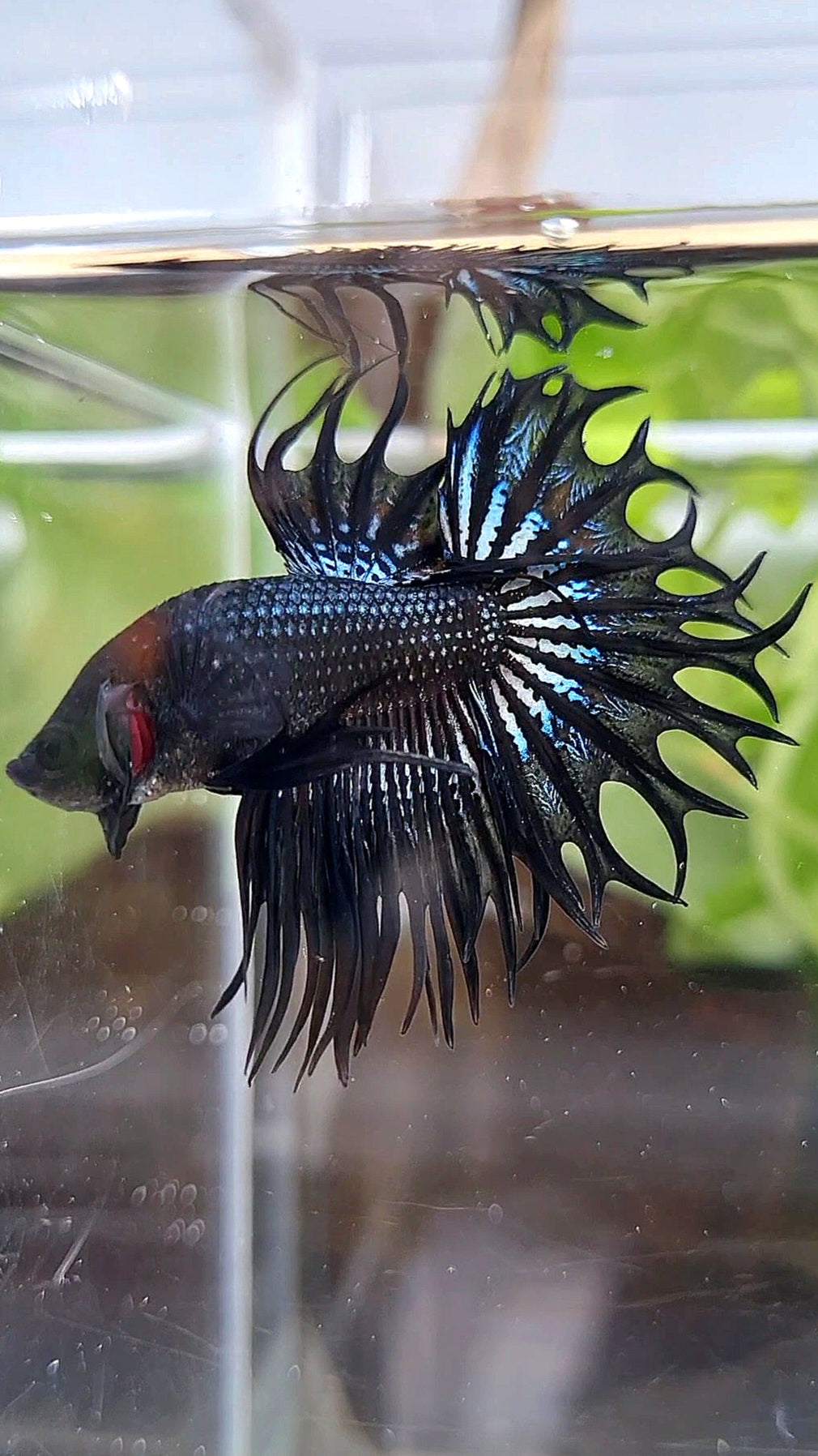 KING CROWNTAIL BLACK ORCHID  BETTA FISH
