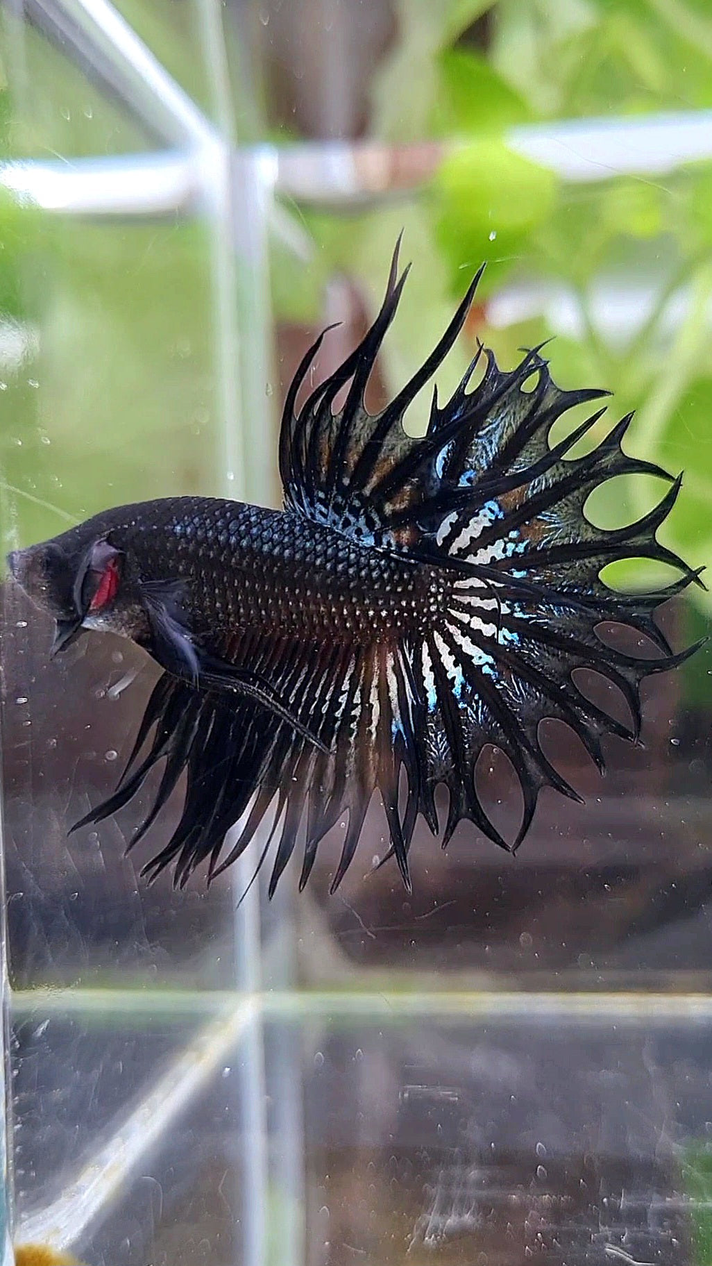 KING CROWNTAIL BLACK ORCHID  BETTA FISH