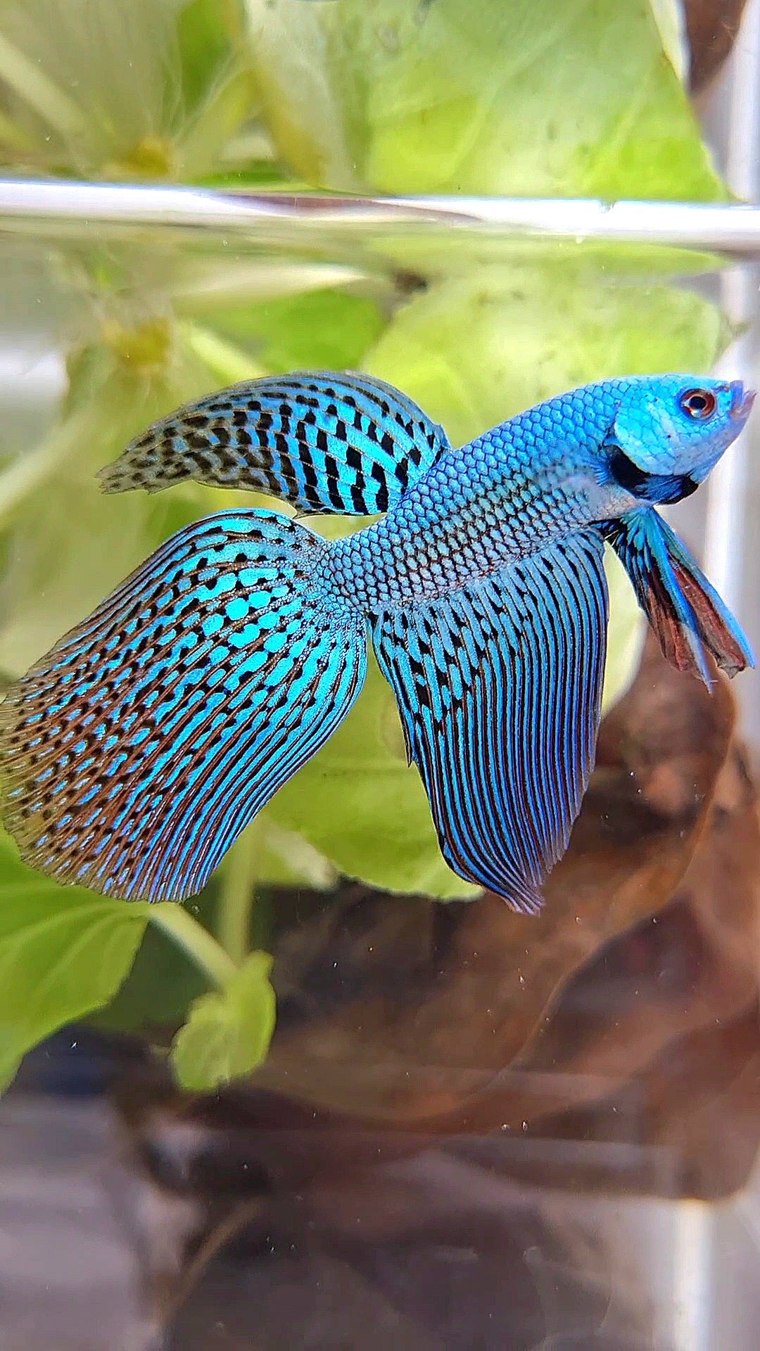 LONGFIN VEILTAIL ALIEN GREEN BLUE HYBRID WILD BETTA FISH
