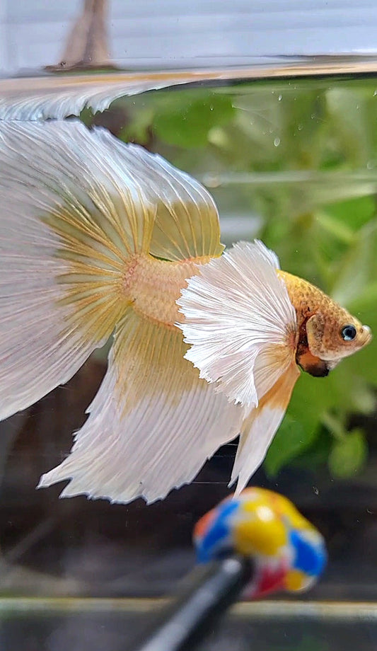 XXL HALFMOON SUPER DUMBO EAR GOLD BUTTERFLY BETTA FISH