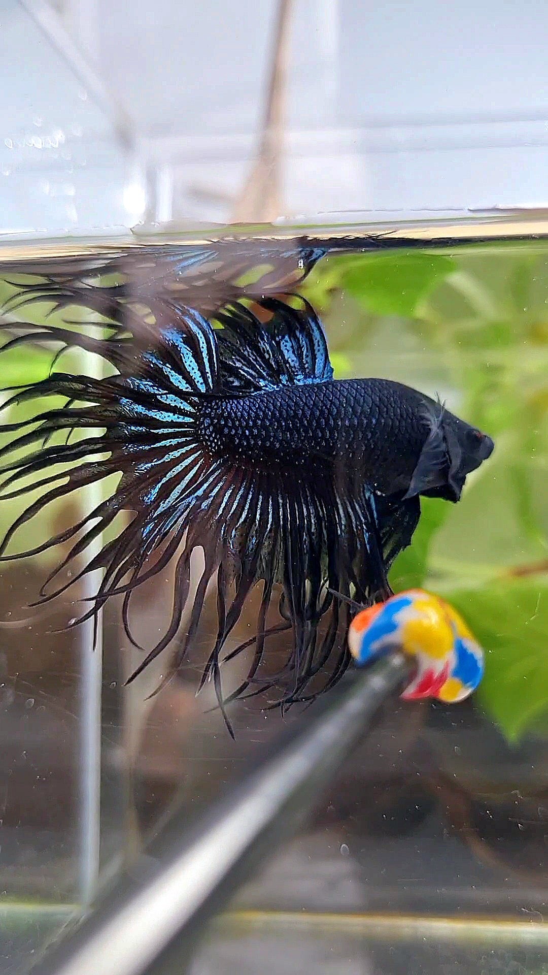 CROWNTAIL BLACK ORCHID BETTA FISH