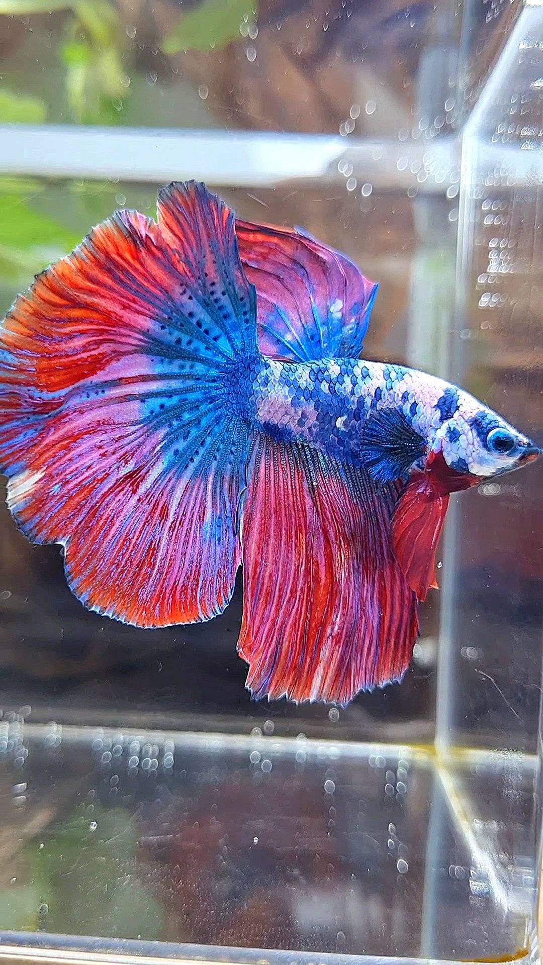 HALFMOON ROSETAIL PINK BLUE FANCY MARBLE MULTICOLOR BETTA FISH