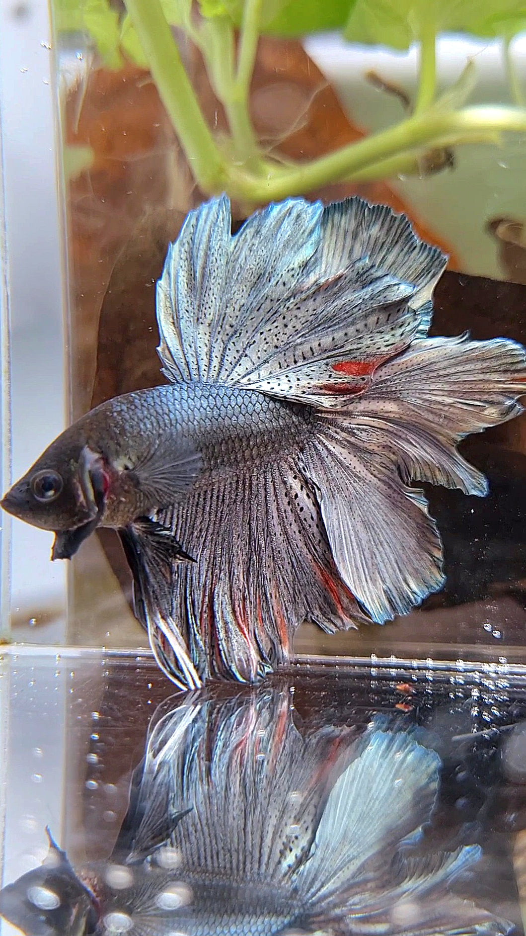 HALFMOON ROSETAIL FULL COPPER DARK BETTA FISH