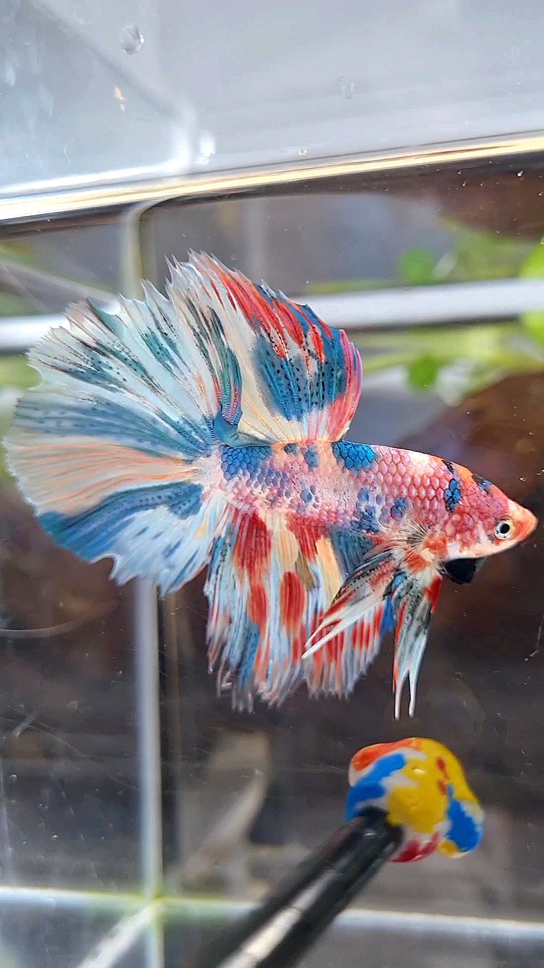 HALFMOON ROSETAIL RAINBOW FANCY MULTICOLOR BETTA FISH