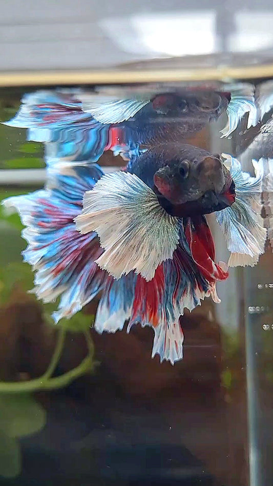 HALFMOON SUPER DUMBO EAR ROSETAIL COMBINATION BETTA FISH