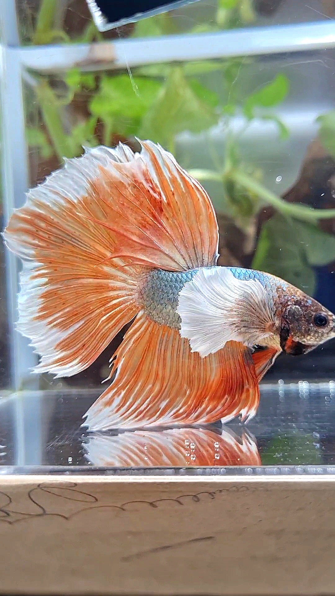 XL HALFMOON DUMBO EAR ROSETAIL COPPER ORANGE BETTA FISH