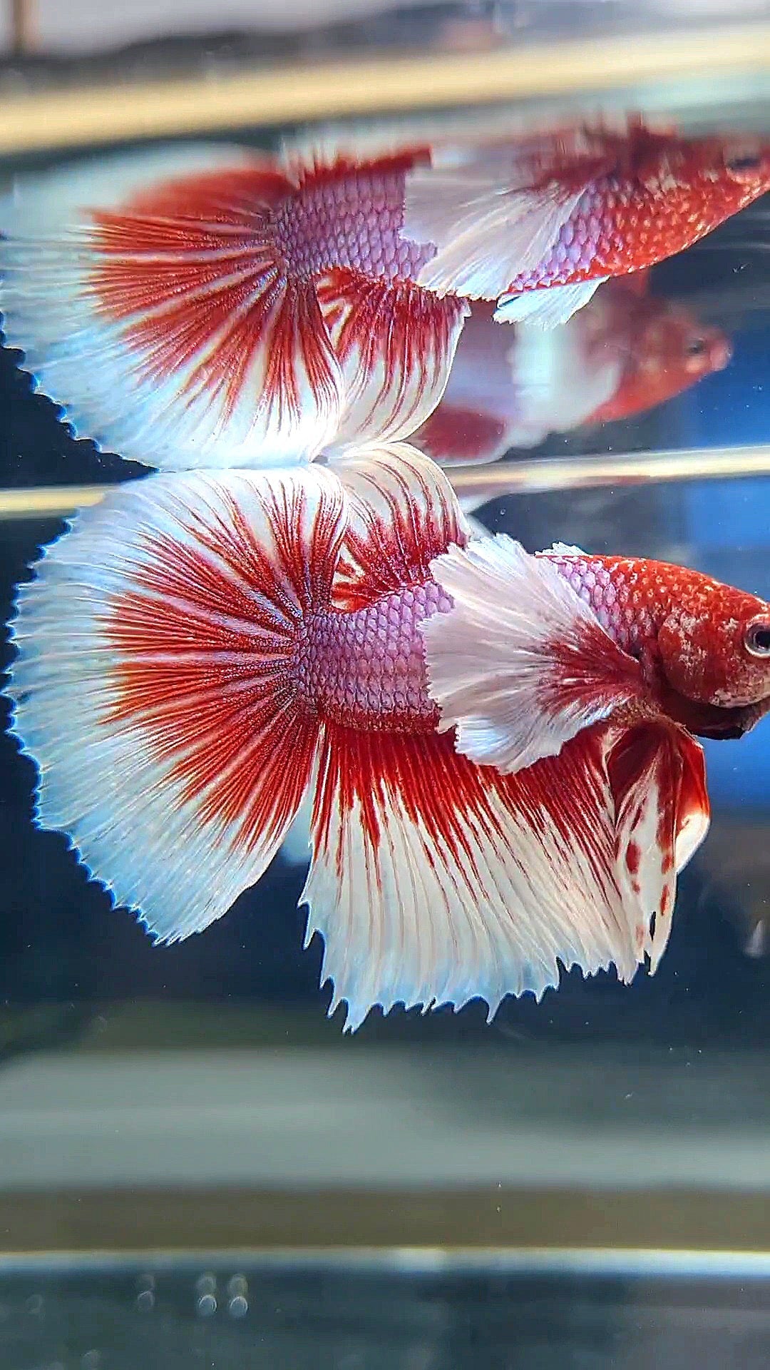 HALFMOON DUMBO EAR RED HEAD BETTA FISH