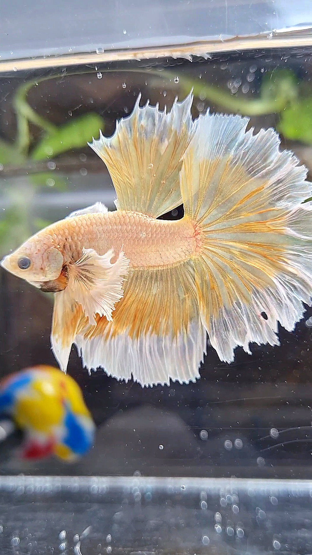 HALFMOON DUMBO EAR ROSETAIL GOLD BETTA FISH