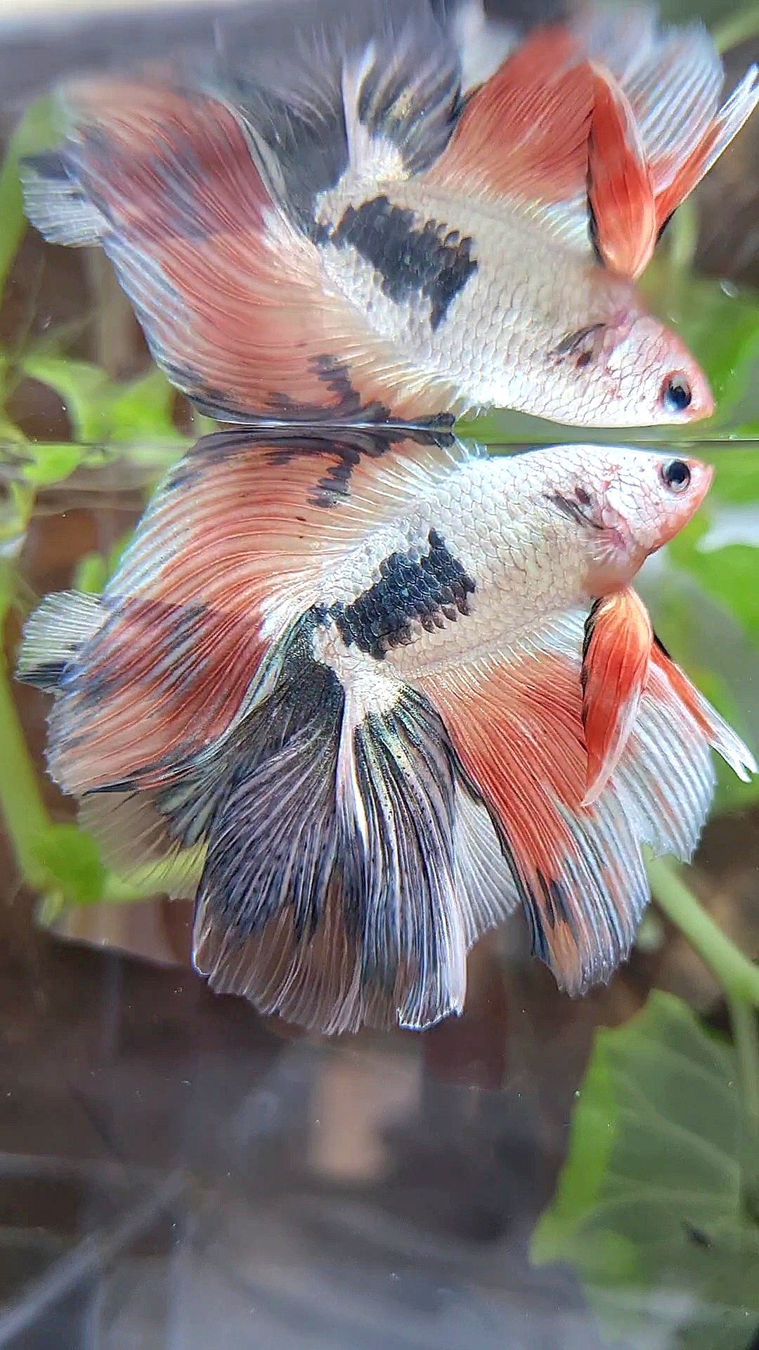 HALFMOON DOUBLE TAIL COPPER FLAMINGGO RIM BETTA FISH