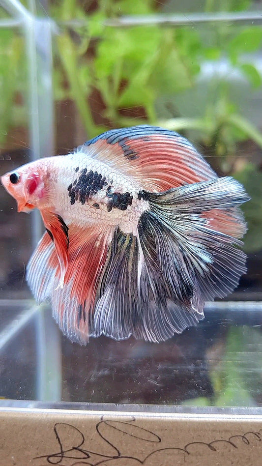 HALFMOON DOUBLE TAIL COPPER FLAMINGGO RIM BETTA FISH