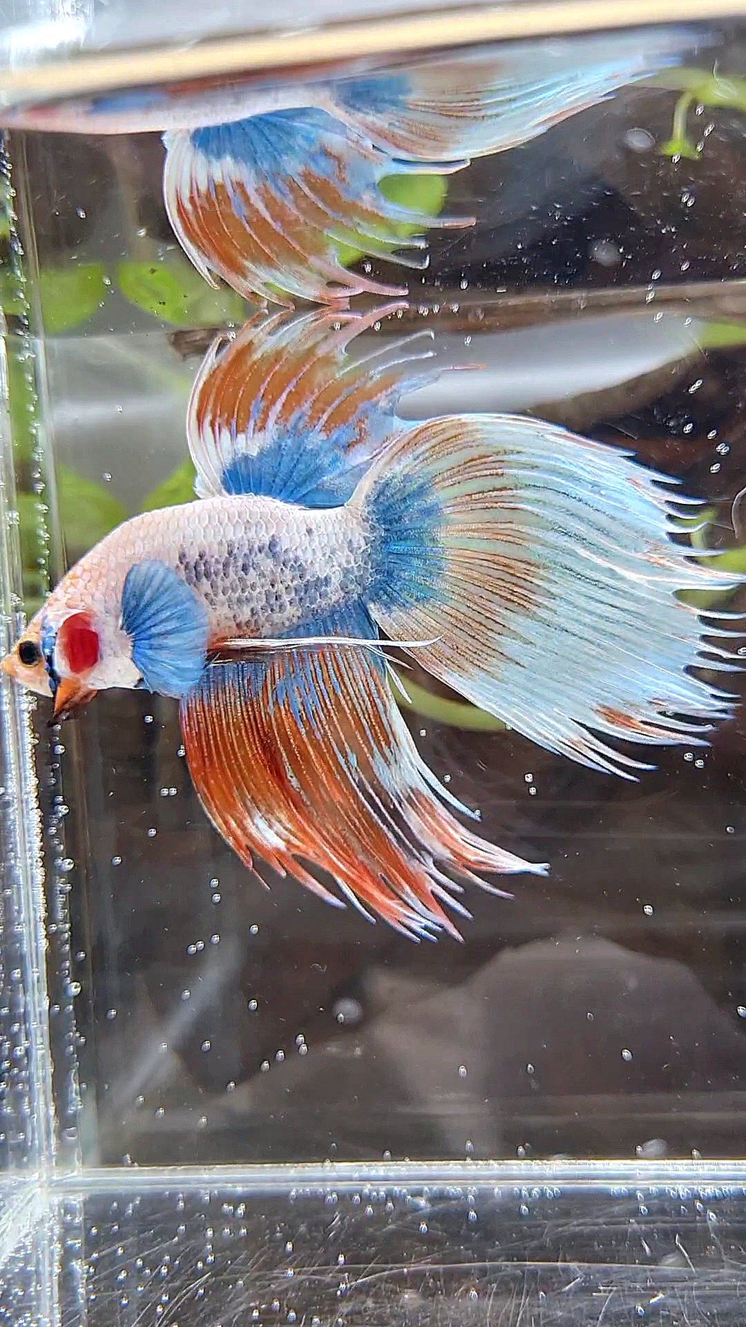 COMP 🏅 XL VEILTAIL CROWNTAIL ORANGE MASCOT PATTERN BETTA FISH